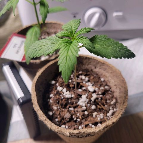 Mimosa Cake Auto growlog timeline photo