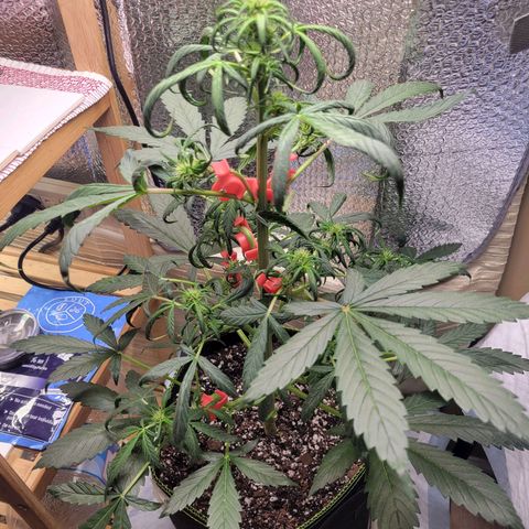 Trainwreck Auto growlog timeline photo
