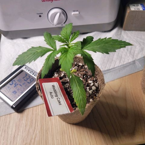 Wedding Cake Auto growlog timeline photo