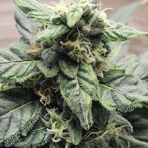 Sour Apple growlog timeline photo