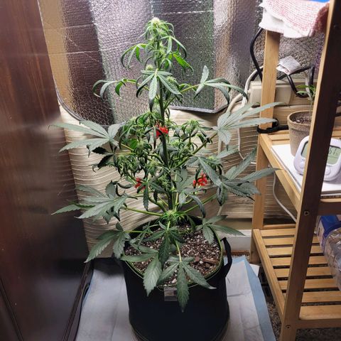 Trainwreck Auto growlog timeline photo