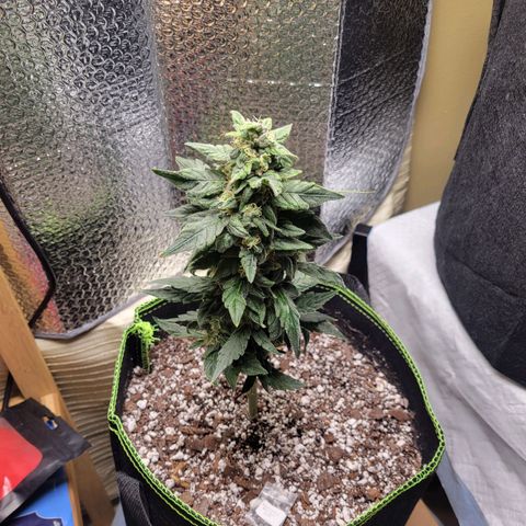 Wedding Cake Auto growlog timeline photo