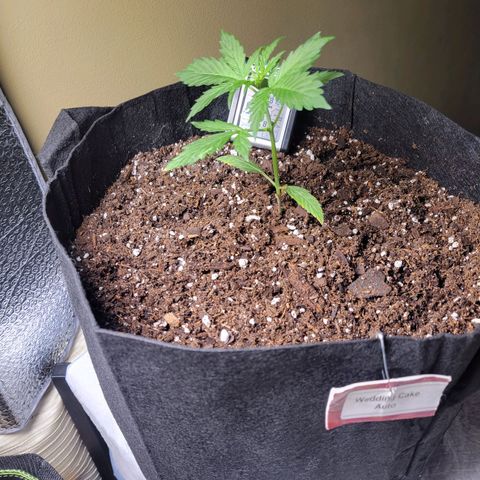 Wedding Cake Auto growlog timeline photo