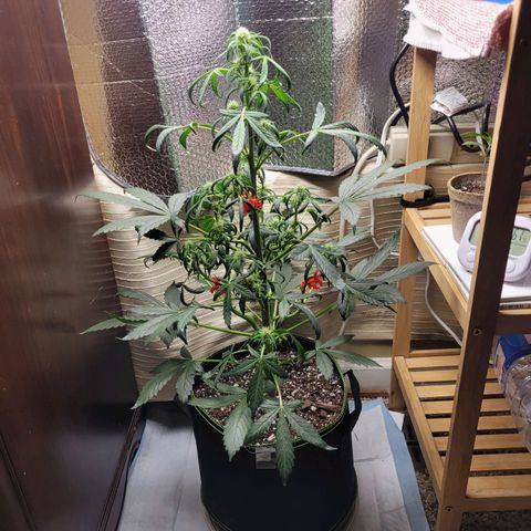 Trainwreck Auto growlog timeline photo