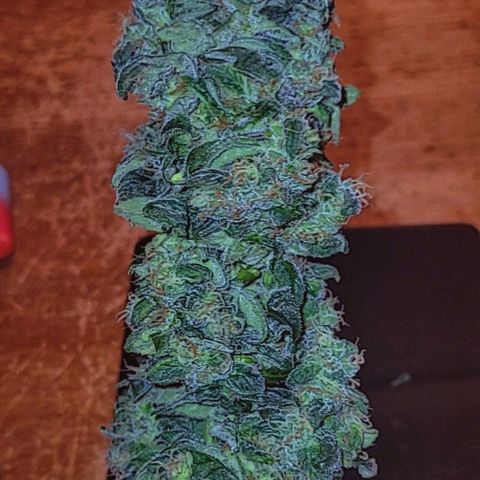 Sour Apple growlog timeline photo