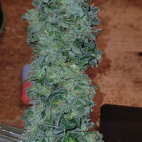 Sour Apple growlog timeline photo