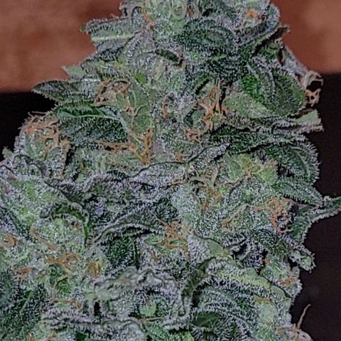 Sour Apple growlog timeline photo