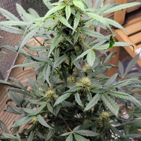 Trainwreck Auto growlog timeline photo