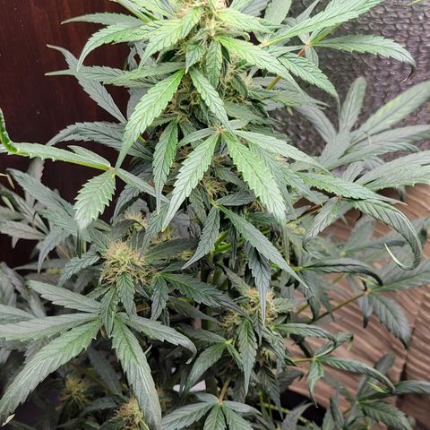 Trainwreck Auto growlog timeline photo