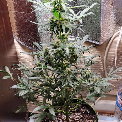 Trainwreck Auto growlog timeline photo