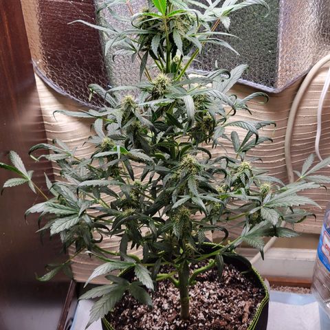Trainwreck Auto growlog timeline photo