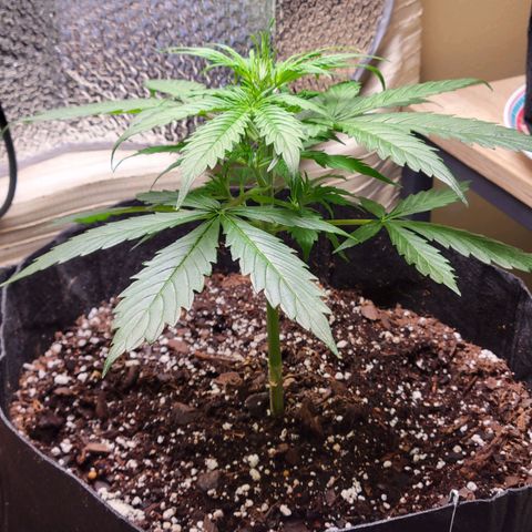 Wedding Cake Auto growlog timeline photo