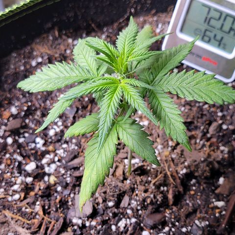 Mimosa Cake Auto growlog timeline photo