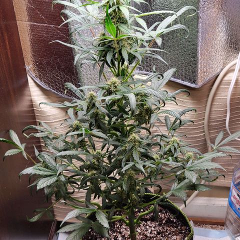 Trainwreck Auto growlog timeline photo