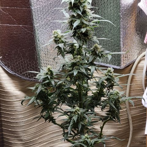 Trainwreck Auto growlog timeline photo
