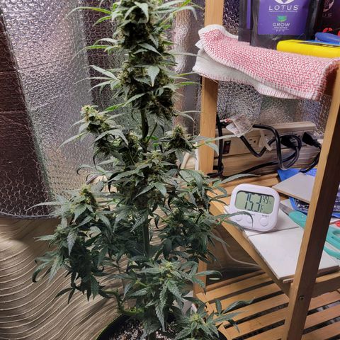 Trainwreck Auto growlog timeline photo