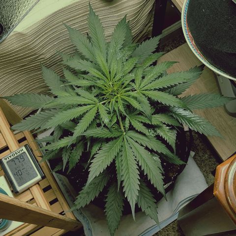 Trainwreck Auto growlog timeline photo