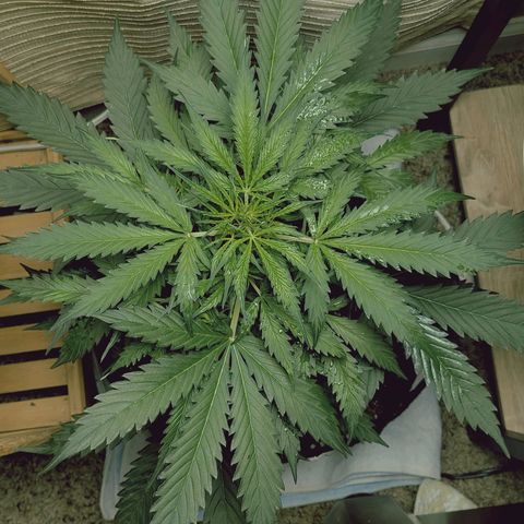 Wedding Cake Auto growlog timeline photo