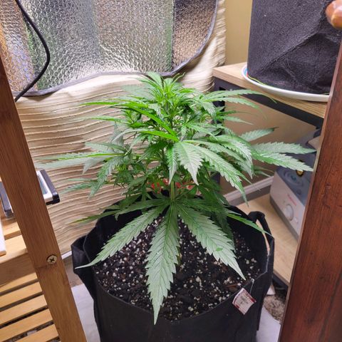 Wedding Cake Auto growlog timeline photo