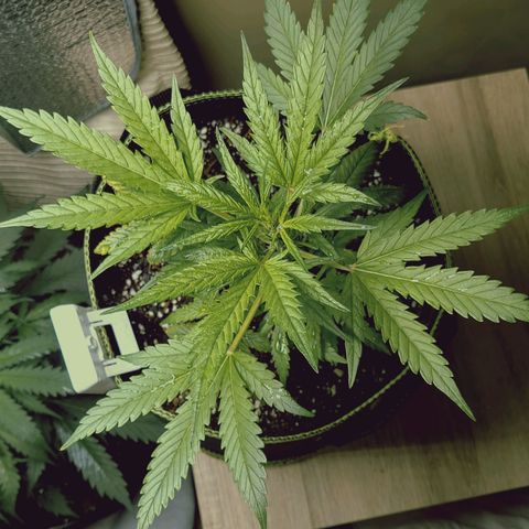 Mimosa Cake Auto growlog timeline photo