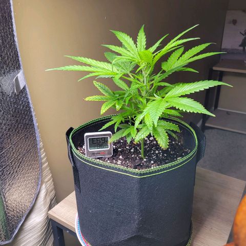 Mimosa Cake Auto growlog timeline photo