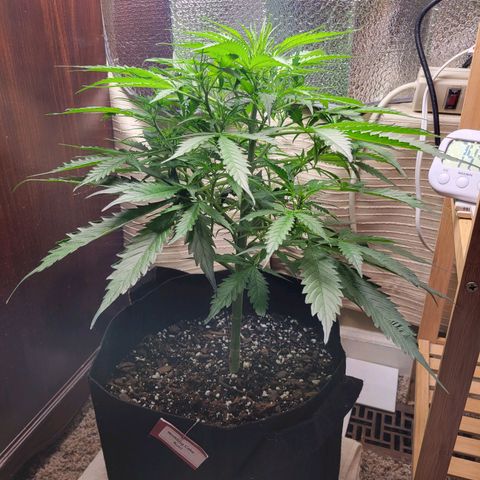 Wedding Cake Auto growlog timeline photo