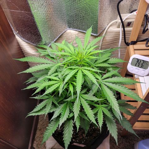 Wedding Cake Auto growlog timeline photo