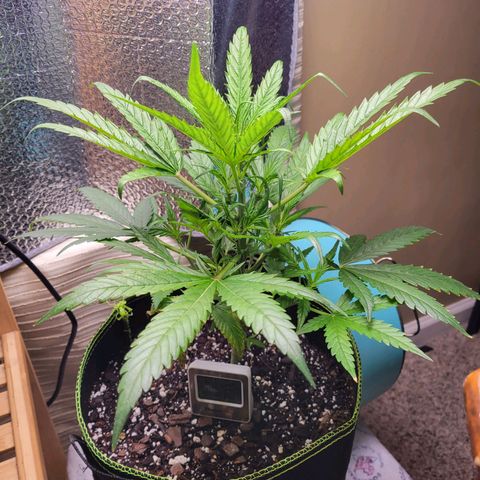 Mimosa Cake Auto growlog timeline photo