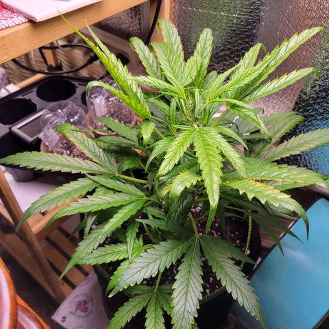 Mimosa Cake Auto growlog timeline photo