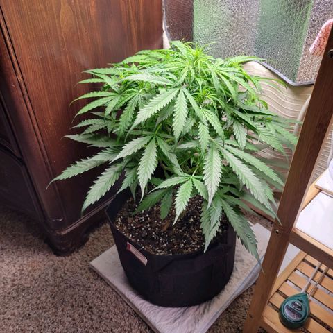 Wedding Cake Auto growlog timeline photo