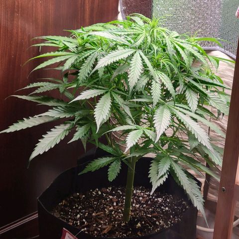 Wedding Cake Auto growlog timeline photo