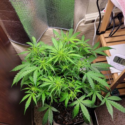 Wedding Cake Auto growlog timeline photo