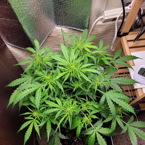 Wedding Cake Auto growlog timeline photo
