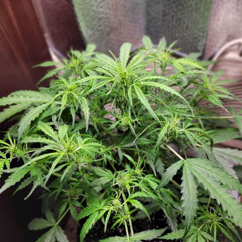 Wedding Cake Auto growlog timeline photo