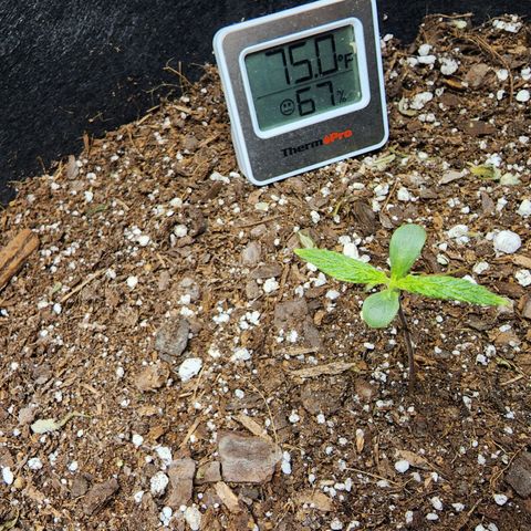 Gorilla Zkittlez Auto growlog timeline photo