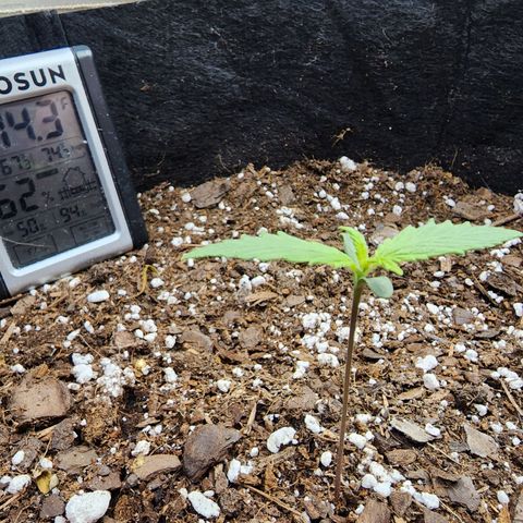Durban Sunrise Auto growlog timeline photo