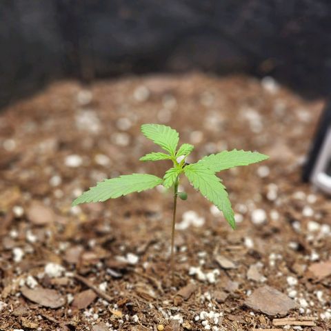 Durban Sunrise Auto growlog timeline photo