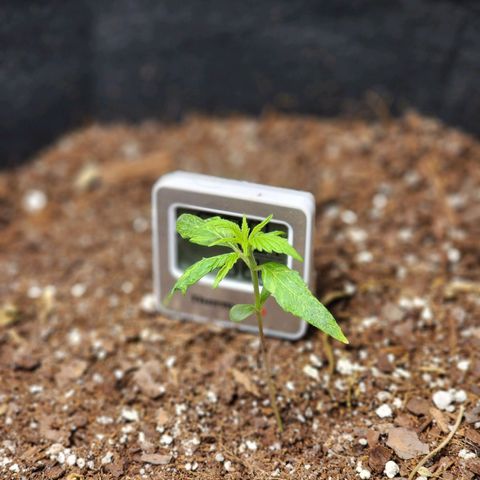 Gorilla Zkittlez Auto growlog timeline photo