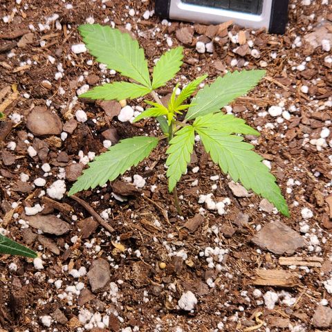 Durban Sunrise Auto growlog timeline photo