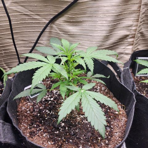Durban Sunrise Auto growlog timeline photo
