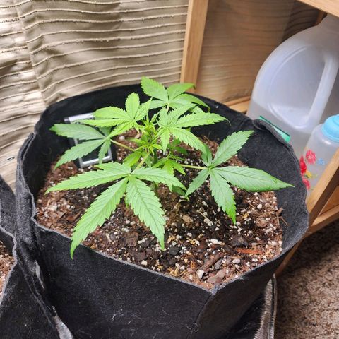 Gorilla Zkittlez Auto growlog timeline photo
