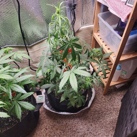 Durban Sunrise Auto growlog timeline photo