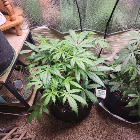 Gorilla Zkittlez Auto growlog timeline photo