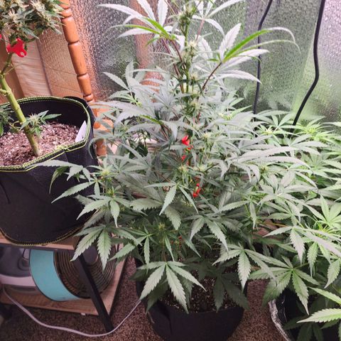 Durban Sunrise Auto growlog timeline photo