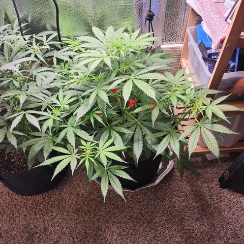 Gorilla Zkittlez Auto growlog timeline photo