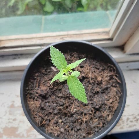 Northern Lights growlog photo: Day 1 of Swamp Juice