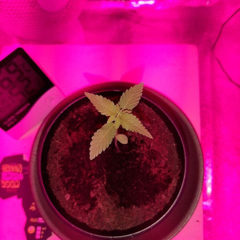 Northern Lights growlog timeline photo