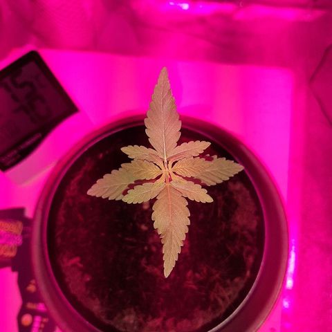 Northern Lights growlog timeline photo