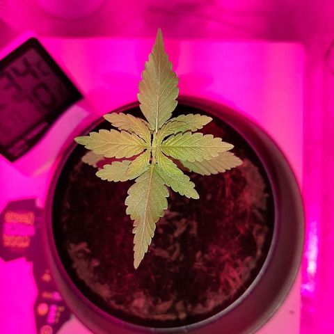 Northern Lights growlog timeline photo