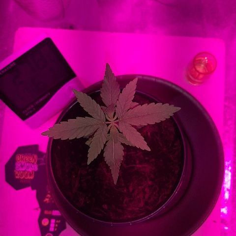 Northern Lights growlog timeline photo